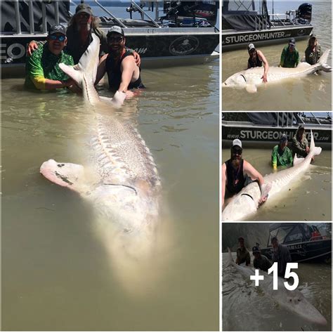 Monster Sturgeon Hauled From Fraser River Weighed More Than Lbs