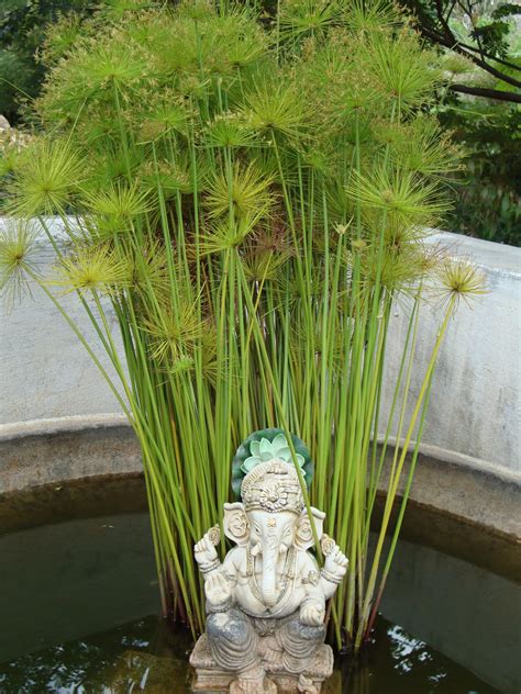 Home And Garden : Cyperus papyrus in Gardens