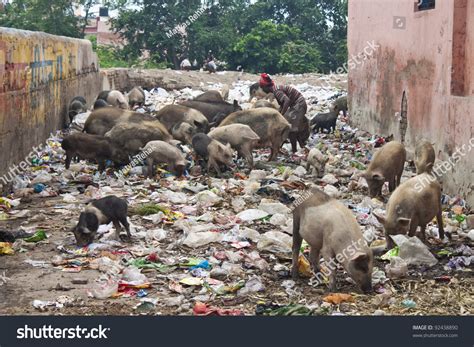 Pigs On Street Feeding Trash Agra Stock Photo 92438890 Shutterstock