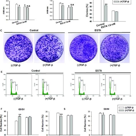 The Effects Of Stim Overexpression On Tgf Induced Cell Proliferation