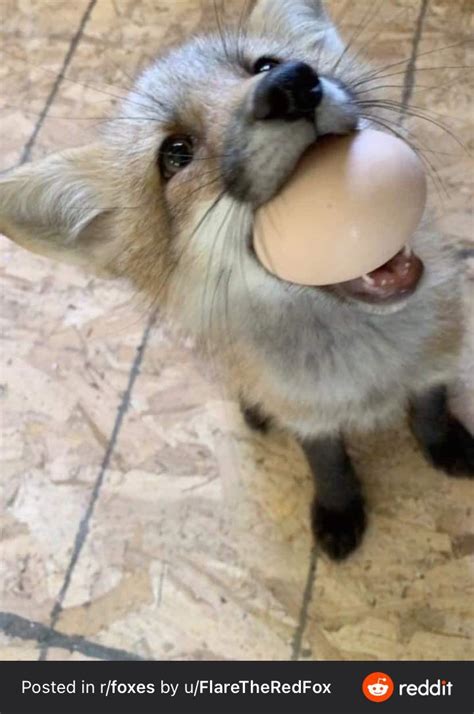 Egg fox : r/EggsInStrangePlaces