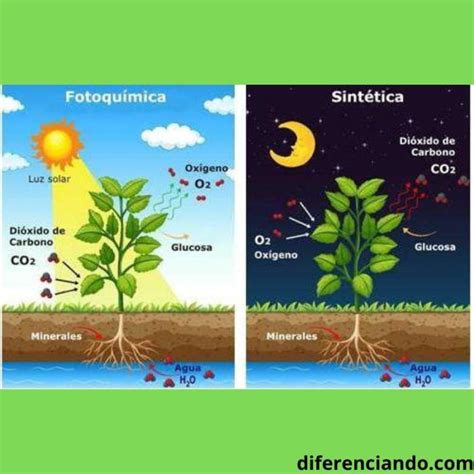 Fases De La Fotosíntesis Qué Es Características Y Esquema Diferenciando