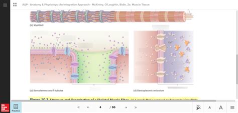 Sarcolemma T Tubules And Sarcoplasmic Reticulum Diagram Quizlet