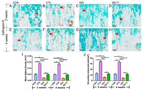 Immunohistochemical Detection Of CK Revealed That ED 71 Administration