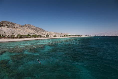 Coral Reef in the Gulf of Eilat Stock Photo - Image of diving, exotic ...