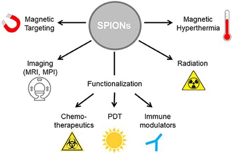 Frontiers Functionalized Superparamagnetic Iron Oxide Nanoparticles