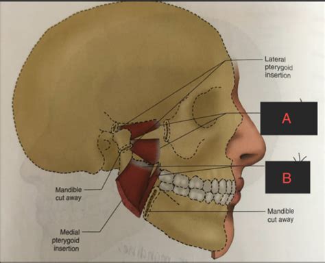 Orofacial Anatomy Practical Final Flashcards Quizlet