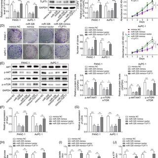 Knocking Down Linc Suppressed Cell Proliferation And Glycolysis In