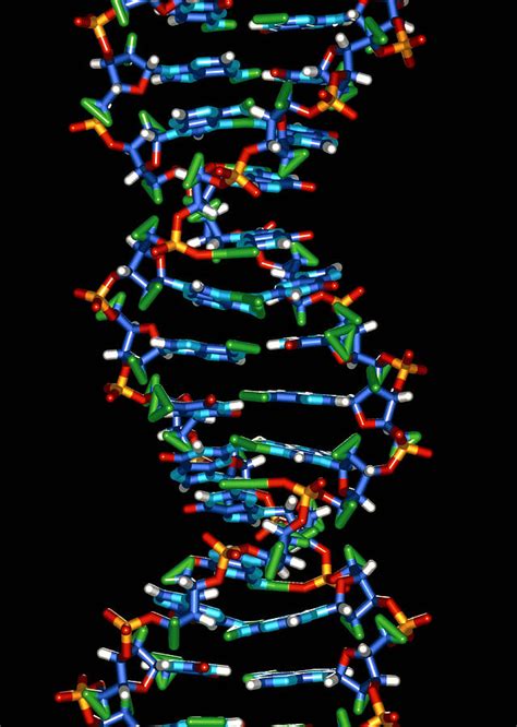 Computer Graphic Of A Human Dna Molecule Photograph By Laguna Design