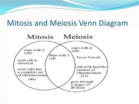 Mitosis Vs Meiosis Venn Diagram Worksheet