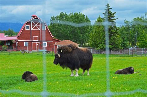 Best Times To See Alaska Wildlife By Species When To Spot Alaska Animals