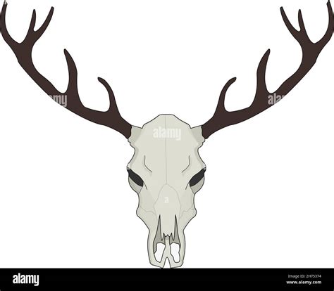 Deer Skull Vector Illustration Color Stock Vector Image And Art Alamy