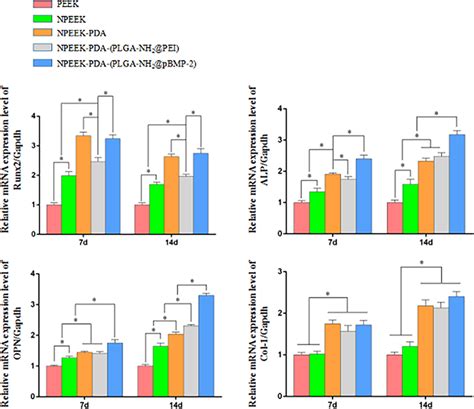 The Expression Levels Of Osteogenesisrelated Genes In Each Group