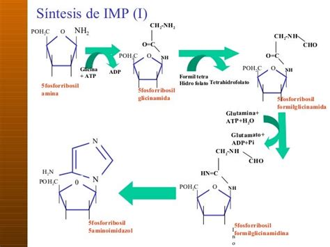 2 Metabolismo De Aann