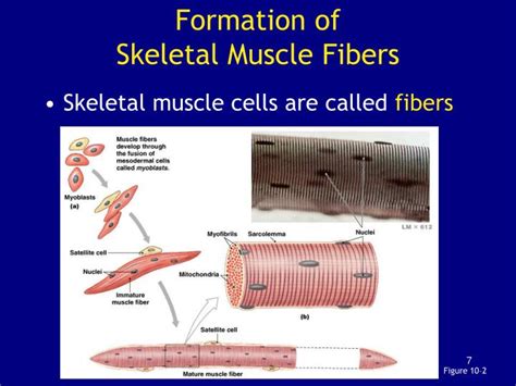 Ppt Chapter 10 Muscle Tissue Powerpoint Presentation Id467408