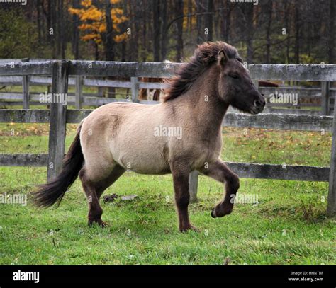 A Young Blue Dun Icelandic Horse Gelding Trots Proudly In Autumn