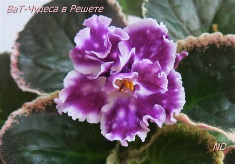 Фиалка Чудо Фото – Telegraph