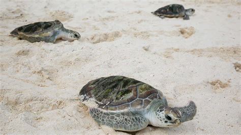 World Turtle Day 2018 At Kuredu Resort Maldives