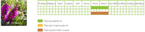 Червоний корінь Купити Ціна 100грн/50г. Купити Червоний корінь в ...