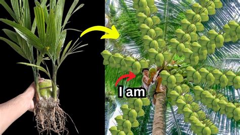 Unique Skill How To Grow Coconut Tree From Coconut Fruits Big Coconuts