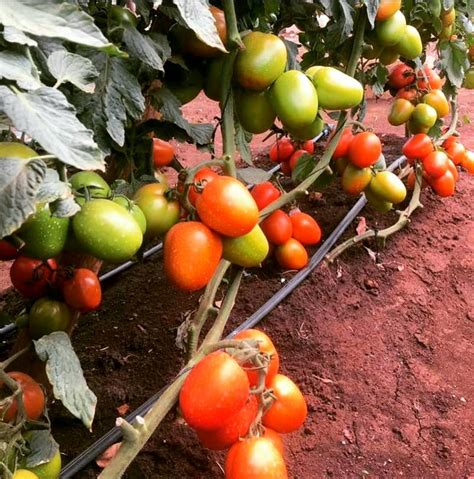 Jarrah Rz F Tomato Agriculture Nigeria