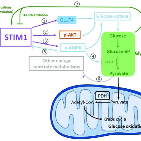 Schematic Presentation Of Possible Signaling Pathways Involved In The