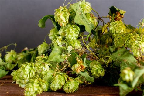 green fresh hops  making beer stock image image  ingredient