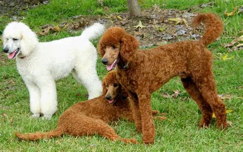 Poodle Dogs Facts - 10 Amazing Things You Should Know