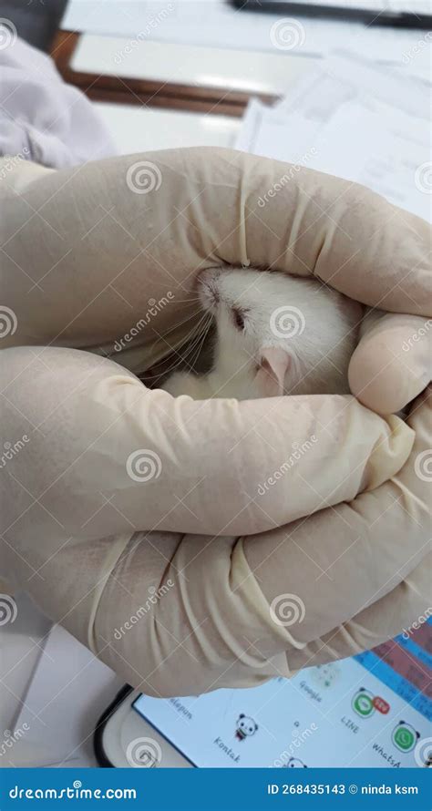 Mini White Mouse Stock Image Image Of Type Guys Laboratory 268435143