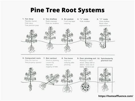 Pine Tree Root System