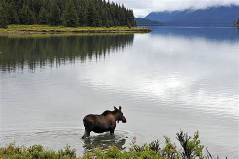 140+ Moose Swimming Across A Lake Stock Photos, Pictures & Royalty-Free ...