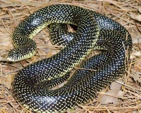 Are Black King Snakes Poisonous