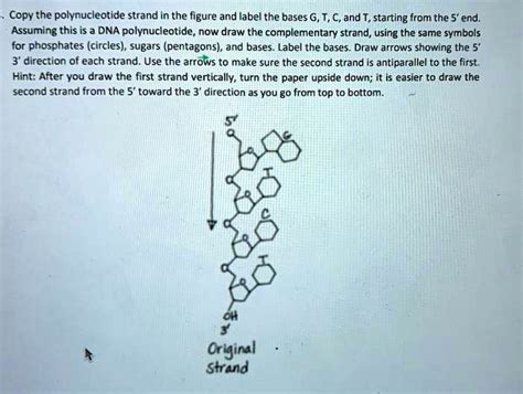 Solved Copy The Polynucleotide Strand In The Figure And Label The