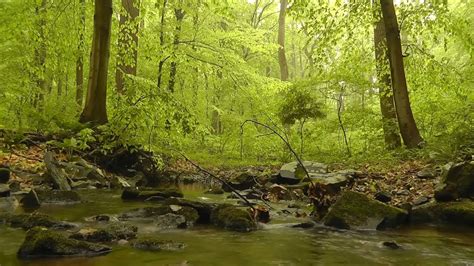 Nature Sounds Forest Sounds Birds Singing Sound Of Water Relaxation