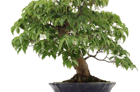 Care guide for the Dogwood Bonsai tree (Cornus) - Bonsai Empire