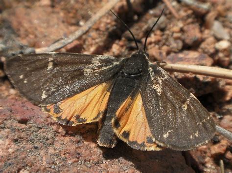 Quaoar Power Zoo Colorado Tiger Moth Leptarctia Californiae
