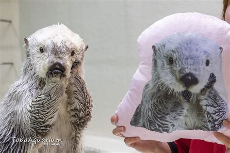 鳥羽水族館（toba Aquarium） On Twitter カプくじ さんより ラッコのメイちゃんくじ のサンプルが届きました