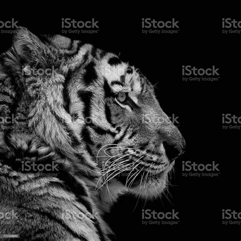 Siberian Tiger Stock Photo Download Image Now Tiger Side View