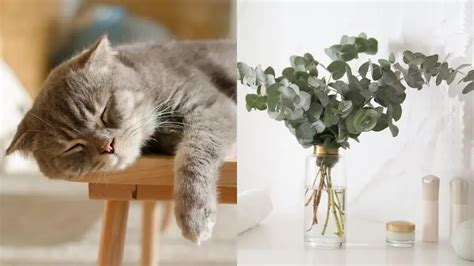 Plantas T Xicas Para Gatos Estilo De Vida Univision