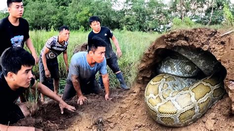 King Python71 Brave Pitbull Hunter Catch Giant Python 100kg And