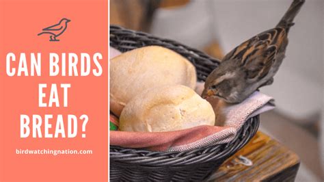 Can Birds Eat Bread Or Is It A Half Baked Idea? - Birdwatching Nation