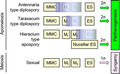 Frontiers Apospory And Diplospory In Diploid Boechera Brassicaceae