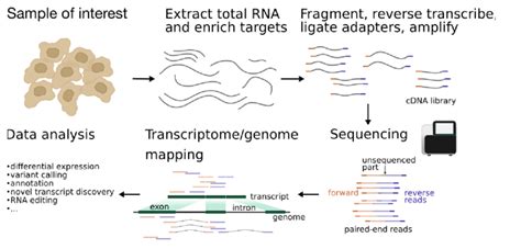 Overview Of The Experimental Steps In A Rna­seq Protocol The Cdna Download Scientific Diagram