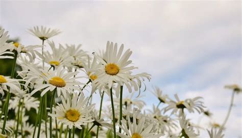 Free Images Nature Grass Blossom Field Meadow Prairie Sunlight