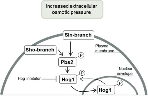 A Simplified Scheme Of The Hog Signaling Pathway The Hog Pathway