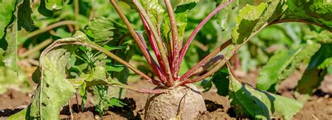 Barbabietola Rossa Biologica Dell Azienda Agricola Bio Bisele A Canove