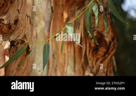 Eukalyptus Tree Stock Videos Footage Hd And K Video Clips Alamy