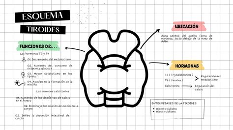 Diagrama De La Glándula Tiroides