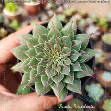 Graptoveria Silver Star Baby Pt Cm Santa Suculenta