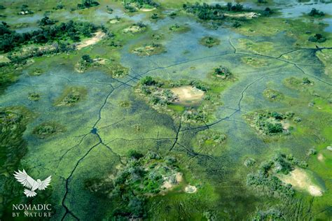 A Safari to the Wild Heart of the Okavango Delta • Nomadic by Nature